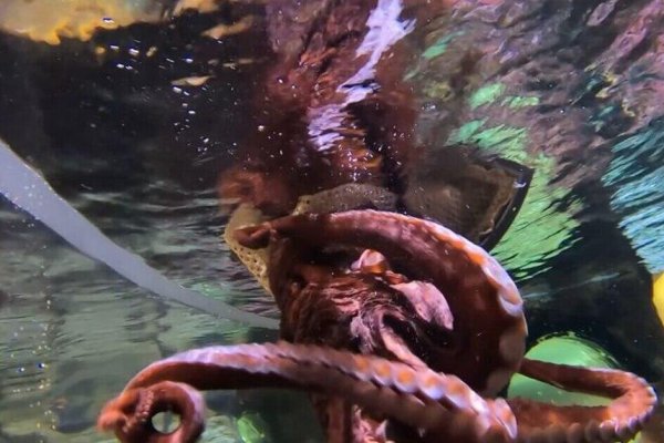 Kraken 6at