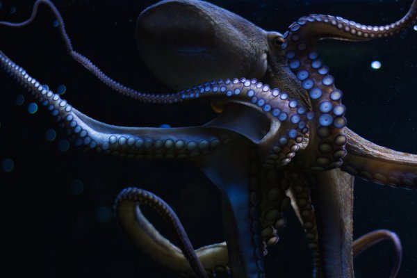 Kraken обход блокировок