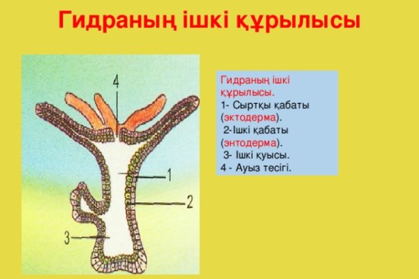 Www kraken 20at net