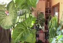 Photo of редные привычки, которые могут замедлить рост