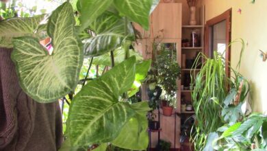 Photo of редные привычки, которые могут замедлить рост